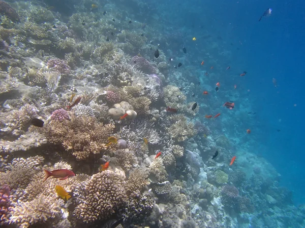 Snorkeling nel Mar Rosso — Foto Stock