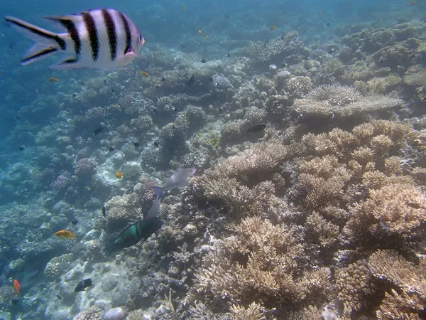 Snorkeling in the red sea — Stock Photo, Image