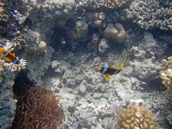 Buceo en el Mar Rojo —  Fotos de Stock