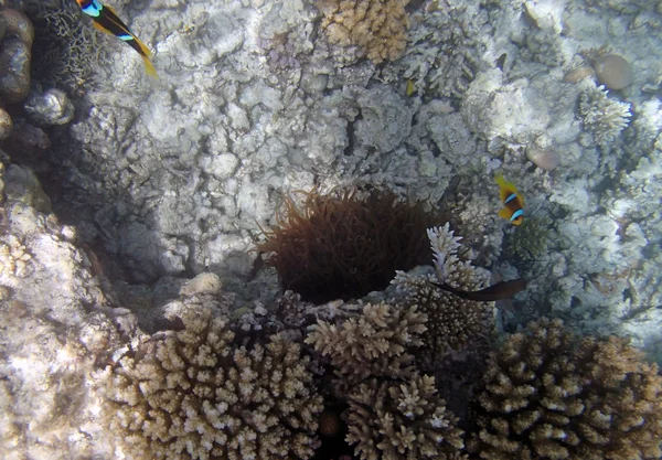 Buceo en el Mar Rojo —  Fotos de Stock