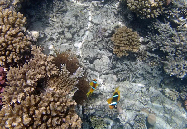 Snorkelen in de Rode Zee — Stockfoto