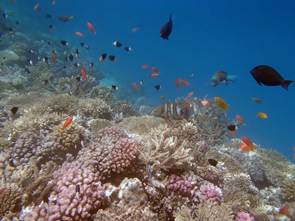 Snorkelen in de Rode Zee — Stockfoto