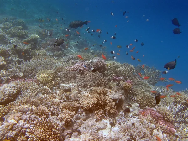 Plongée en apnée dans la mer Rouge — Photo