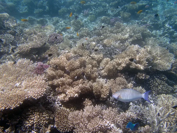 Snorkling i Röda havet — Stockfoto