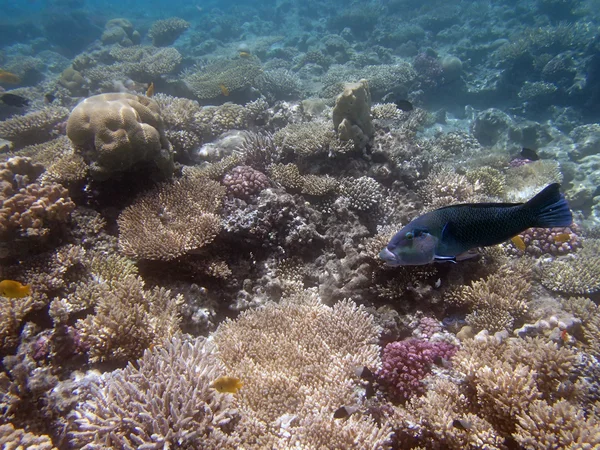 Snorkeling in the red sea — Stock Photo, Image