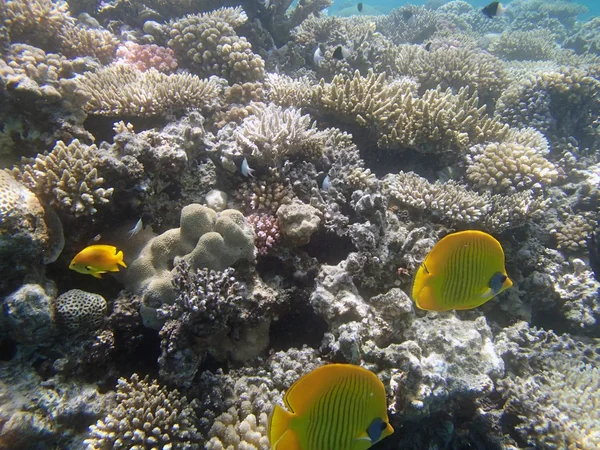 Snorkelen in de Rode Zee — Stockfoto