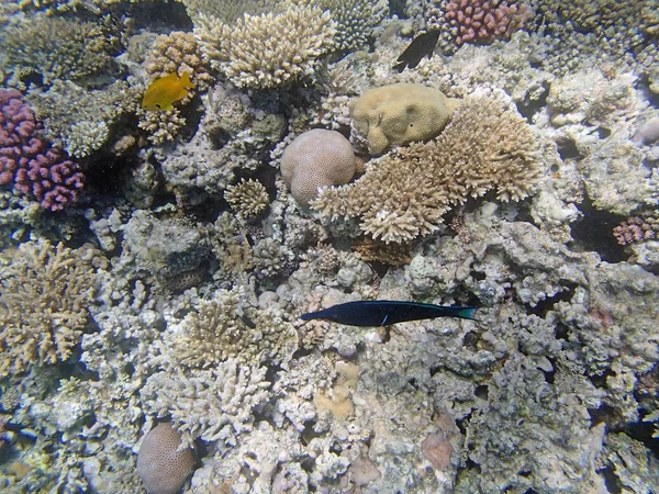 Snorkeling in the red sea — Stock Photo, Image