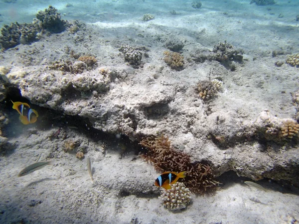 Snorkeling in the red sea — Stock Photo, Image