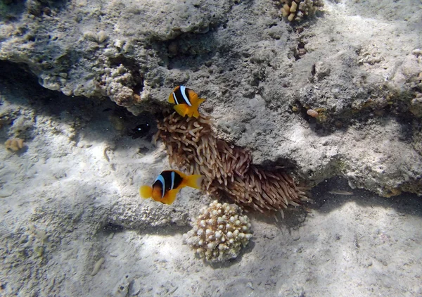 Snorkeling στην Ερυθρά Θάλασσα — Φωτογραφία Αρχείου