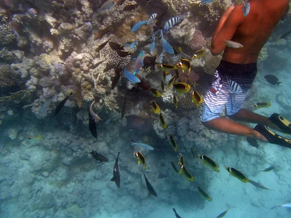 Mergulho com snorkel em mar vermelho — Fotografia de Stock