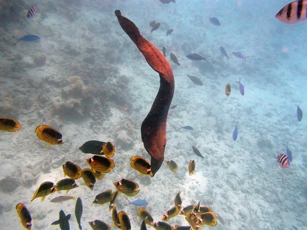 Red sea horses Stock Photos, Royalty Free Red sea horses Images