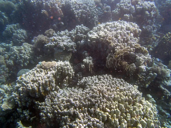 Snorkelen in de rode zee — Stockfoto