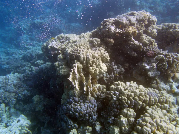 Snorkeling in mare rosso — Foto Stock