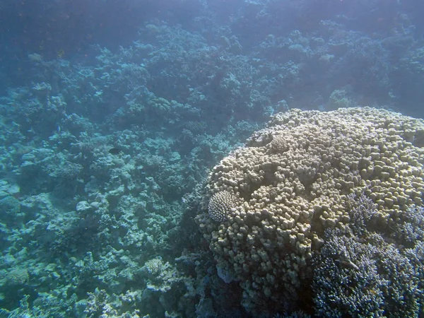 Snorkelen in de rode zee — Stockfoto