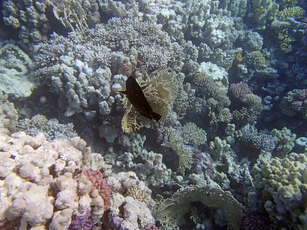 Snorkel en el mar rojo — Foto de Stock