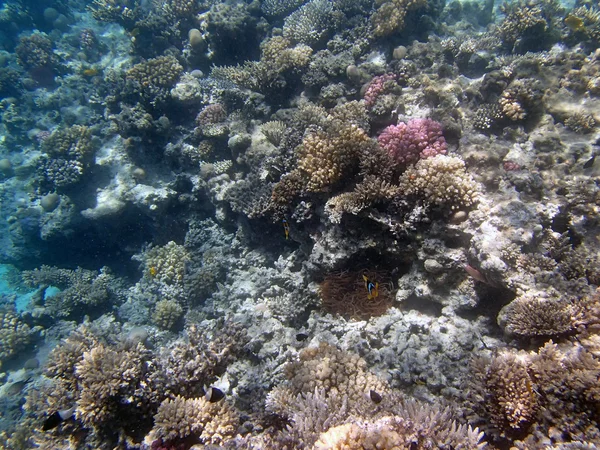 Snorkel en el mar rojo — Foto de Stock