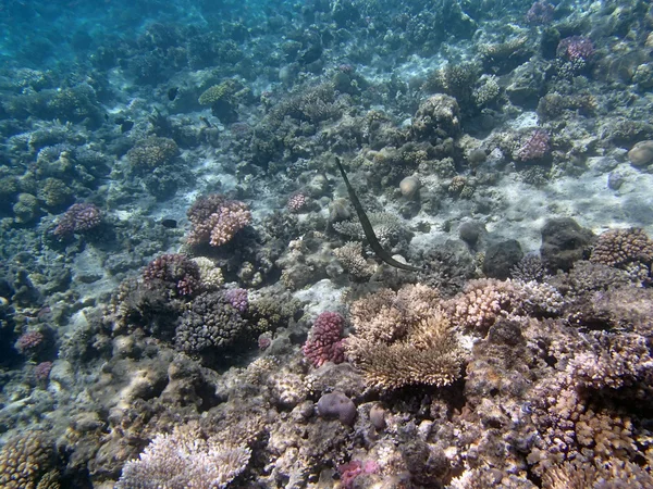 Snorkeling in red sea — Stock Photo, Image