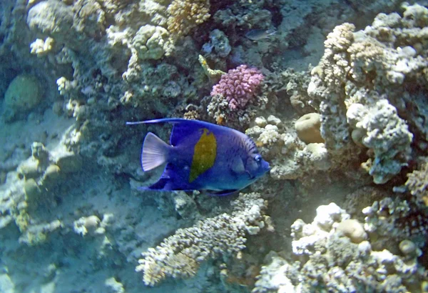 Snorkelen in de rode zee — Stockfoto