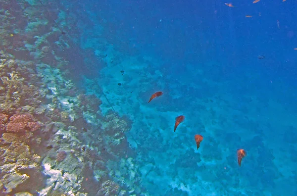 Mergulho com snorkel em mar vermelho — Fotografia de Stock