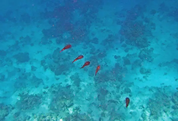 Snorkelen in de rode zee — Stockfoto