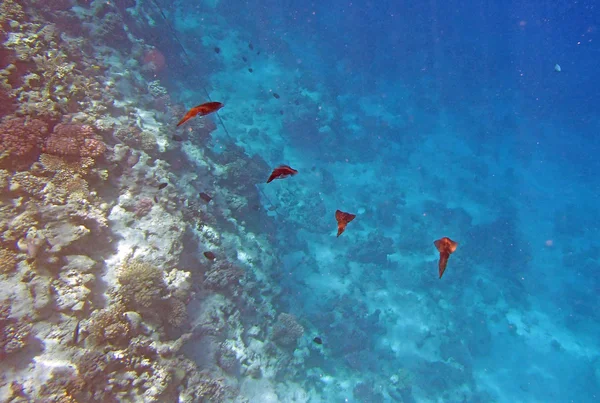 Mergulho com snorkel em mar vermelho — Fotografia de Stock