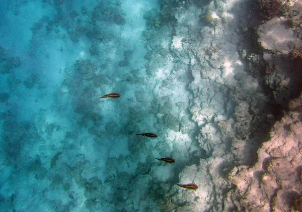 Mergulho com snorkel em mar vermelho — Fotografia de Stock