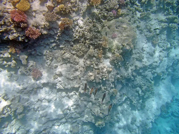 Snorkeling in red sea — Stock Photo, Image