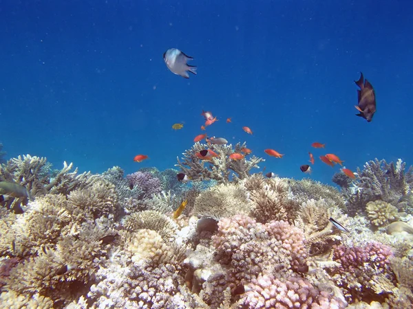 Snorkelen in de rode zee — Stockfoto