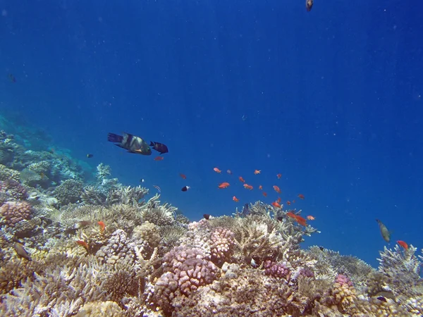 Schnorcheln im roten Meer — Stockfoto