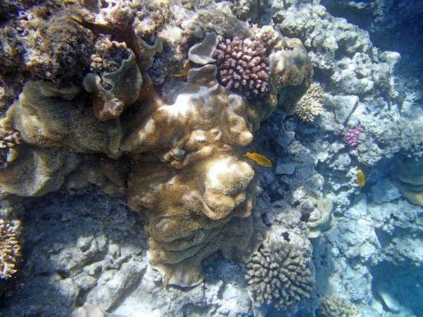 Snorkelen in de rode zee — Stockfoto