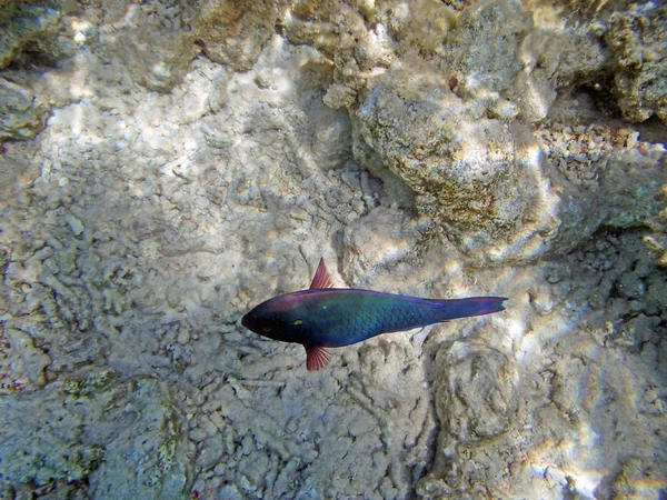 Snorkel en el mar rojo — Foto de Stock