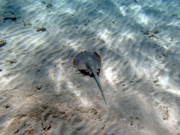 Snorkeling in mare rosso — Foto Stock