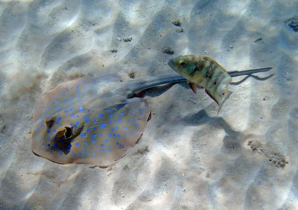 Snorkeling in mare rosso — Foto Stock