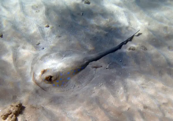 Snorkeling in red sea — Stock Photo, Image