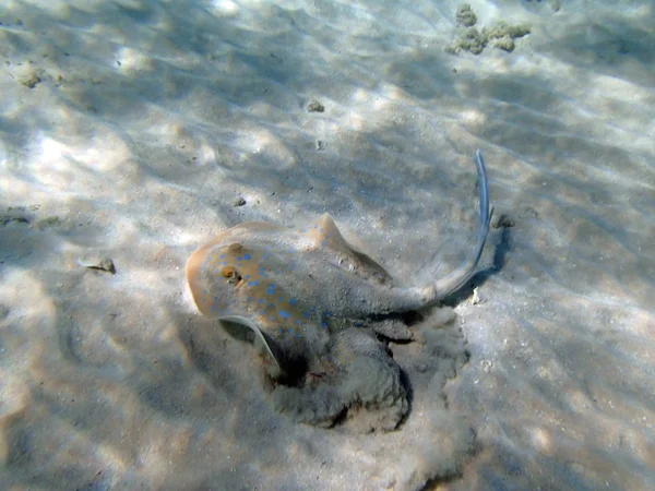 Snorkeling in mare rosso — Foto Stock