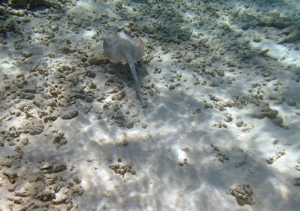 Snorkel en el mar rojo — Foto de Stock