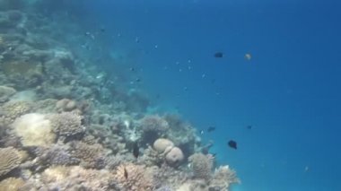 Kızıl Deniz 'de şnorkelle yüzmek