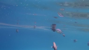 Kızıl Deniz 'de şnorkelle yüzmek