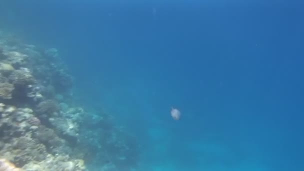 Snorkeling in the red sea — Stock Video