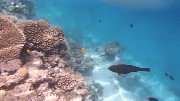 Mergulho de snorkel no Mar Vermelho — Vídeo de Stock