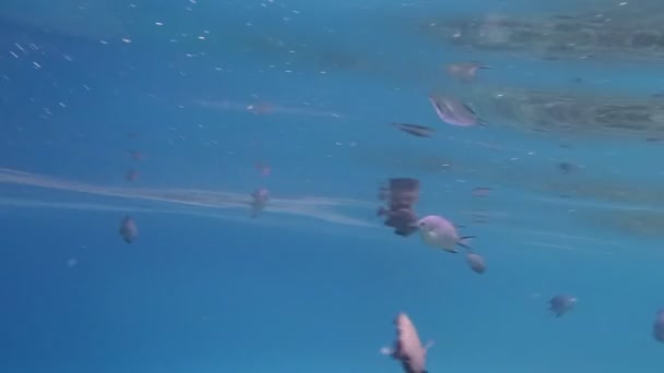 Snorkeling in the red sea — Stock Video