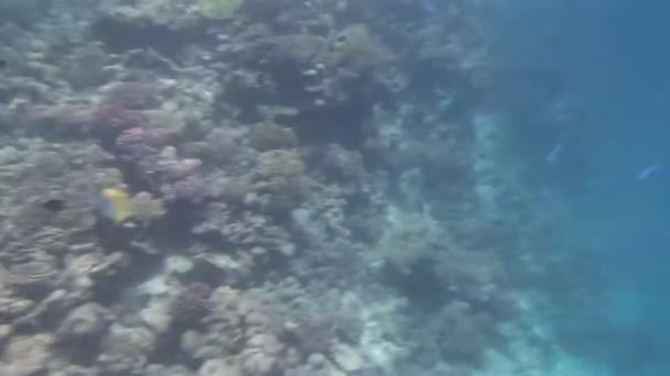 Snorkling i Röda havet — Stockvideo