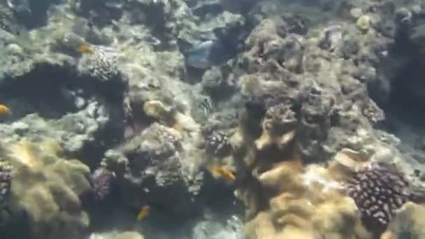 Snorkling i Röda havet — Stockvideo