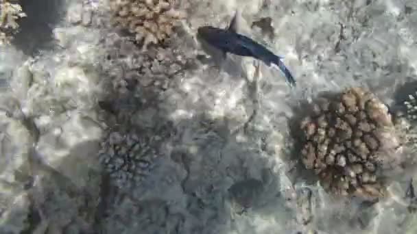 Snorkeling nel Mar Rosso — Video Stock