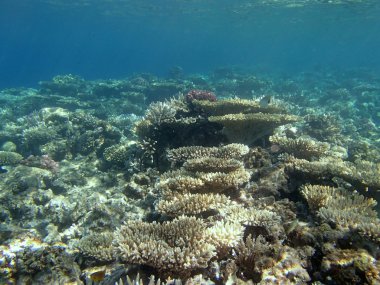Kızıl Deniz 'de şnorkelle yüzmek