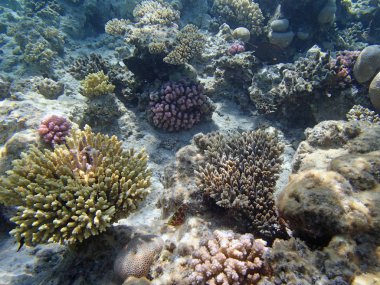 Kızıl Deniz 'de şnorkelle yüzmek