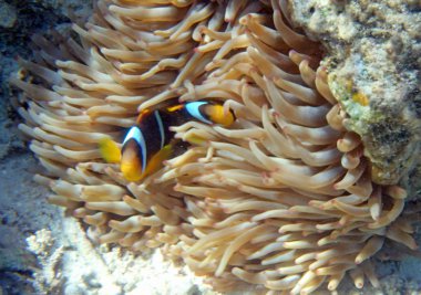 Kızıl Deniz 'de şnorkelle yüzmek