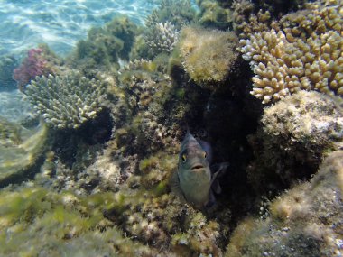 Kızıl Deniz 'de şnorkelle yüzmek