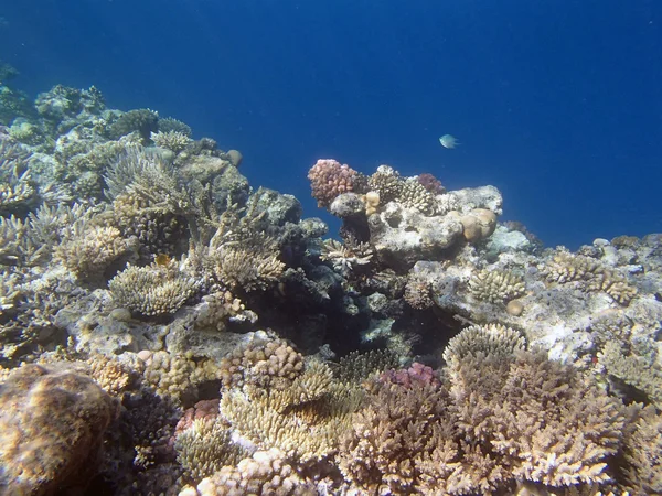 Snorkeling nel Mar Rosso — Foto Stock