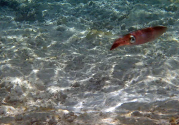 Ныряние с маской в Красном море — стоковое фото